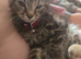 Two little kittens for sale (females)