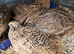Coturnix Jumpo quails