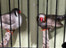 Proven pair of finch