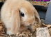 Ready now 2 beautiful lop bunnies