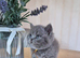 Purebreed British Shorthair kittens