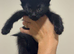 Last 2 Maine coon X kittens