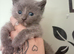 Maincoon/ragdoll