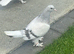 Turkish takla pigeons