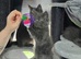 3 Beautiful Maine Coon Kittens