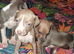 Italian Geyhound Puppies