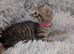 Two Litters!