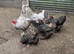 Brahma L/F chickens