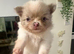 2 beautiful merle Pomeranian cross chihuahua