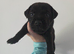 Beautiful Patterdale Puppies