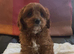 Cavapoo girl puppy