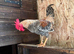Trio OEG bantams