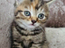 5 kittens x British blue shorthair crossed