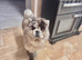 Poe the loving lilac merle chow chow