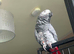 African grey