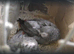 Breeding pair of African grey parrot