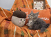 Pedigree maine coon kittens