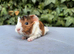 Gorgeous baby guinea pig