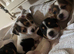 Jack Russell x Jack chi puppies