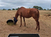 13 yr old thoroughbred mare. ROR eligible Ex race horse/brood mare