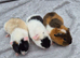BABY TEDDY BOARS