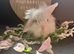 Adorable Lion Lop Bunnies Looking for Their Forever Homes