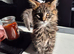 Pedigree maine coon kittens