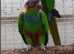 Blue throated Conures Parrot