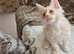 MAINE COON KITTENS