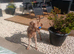 Cockapoo needs rehoming