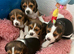 Beagle puppies for sale