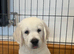 KC Old English Cream Golden Retriever Puppies