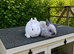 ️ Beautiful Pure Netherland Dwarf Baby Bunnies ️