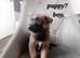 Puppies