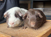 Dalmatian Guinea Pig and Chocolate Self