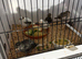Fife canaries