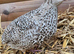 Coturnix Quail hatching eggs & live birds