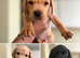 5 Labrador pups red yellow black