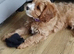 Cavapoos