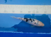 Shiro Bekko koi 21cm