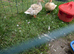 Call ducklings