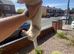 Litter of 5 available from 10/7/26 pure silver mitt x half micro silver mitt(small)