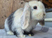Mini lop babies ready now