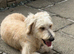 GOLDENDOODLE F1 BEAUTIFUL AND LOVING AVA
