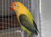 Fischer lovebirds various mutations