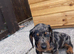 Dachshund