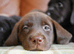 Quality Health Tested Labrador Puppies