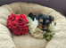 Lovely puppies for sale