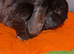 Neutered and vaccinated male