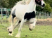 14.3/15hh cob gelding